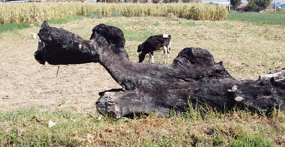 Hijos de la leche: sistemas de ayni hídrico en extinción