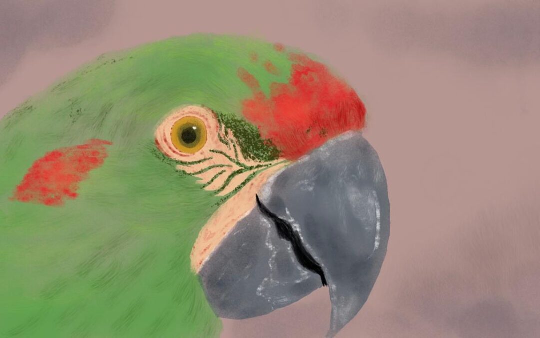 Me animé porque nadie quería ser guardaparque (II)