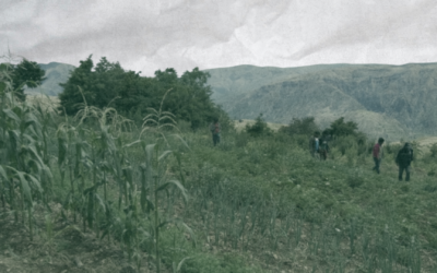 El Artículo 51 del Decreto Supremo 5503: ¿Quién decide qué comemos y a qué precio, el mercado o el Estado?