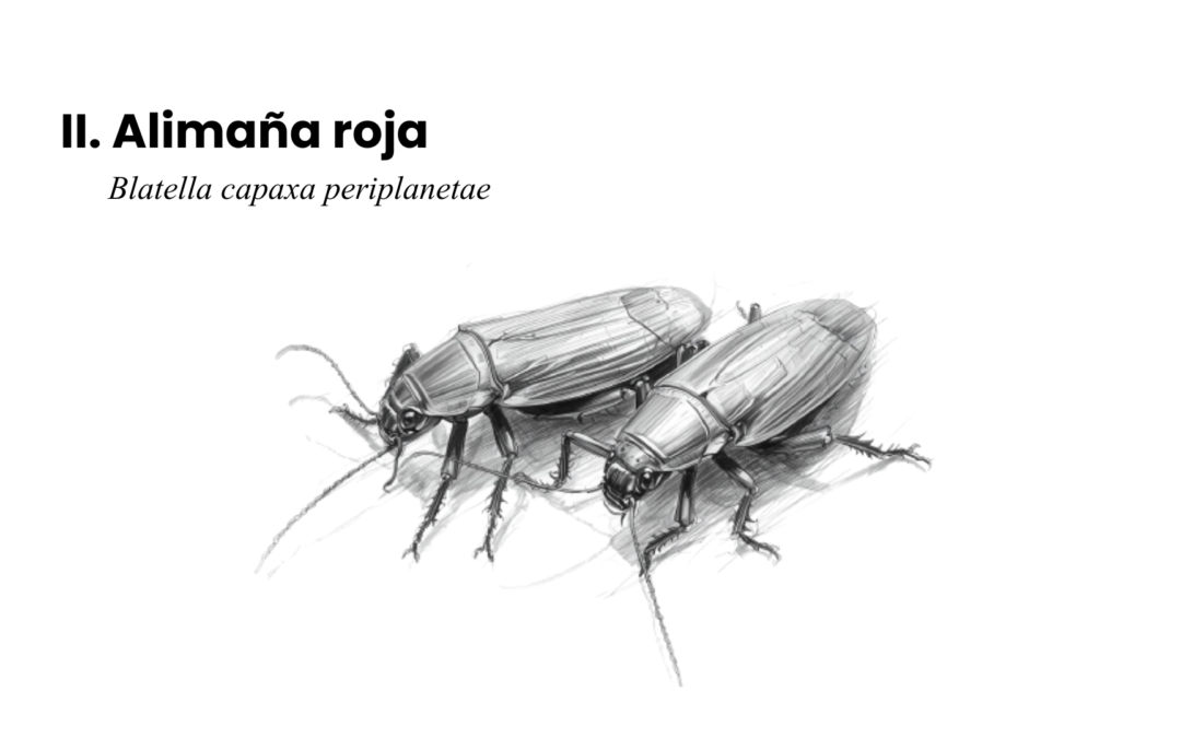 Bestiario suburbano latinoamericano contemporáneo II