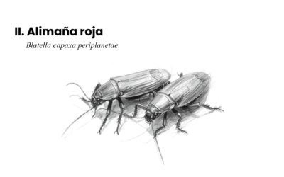 Bestiario suburbano latinoamericano contemporáneo II