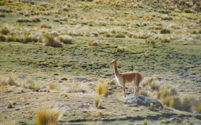 El chaku y la sequía frente a lo que Cocapata tiene