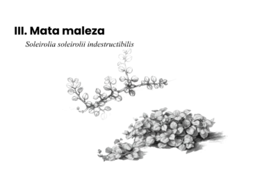 Bestiario suburbano latinoamericano contemporáneo III