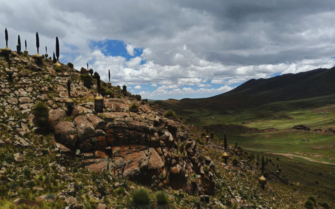 El plan para salvar a la reina de los andes: ciencia y comunidad en las alturas